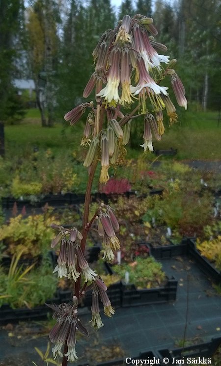 Parasenecio farfarifolius var acerinus vaahterakakalia
